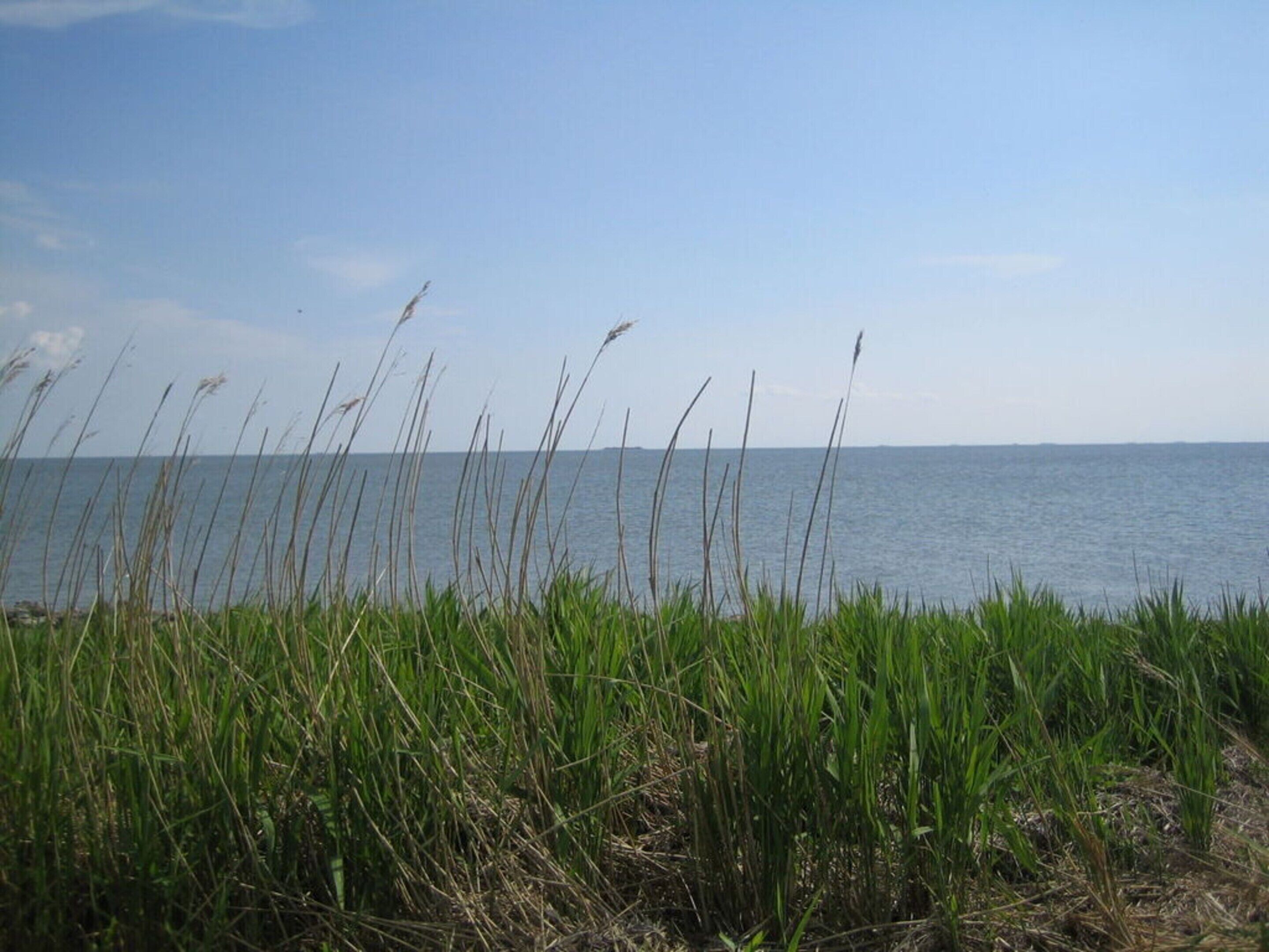 Un paysage côtier avec de hautes herbes et une mer calme sous un ciel dégagé.