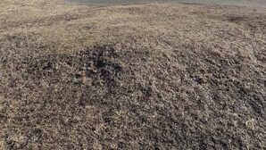 Ett kustlandskap med en stenig strand, en liten röd byggnad och snöklädda berg i bakgrunden.