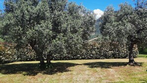A grassy field with several trees and a clear blue sky. - Olive Grove Garden House With Mountain View Close to Forte dei Marmi (Ripa- Pozzi-Ponterosso)
