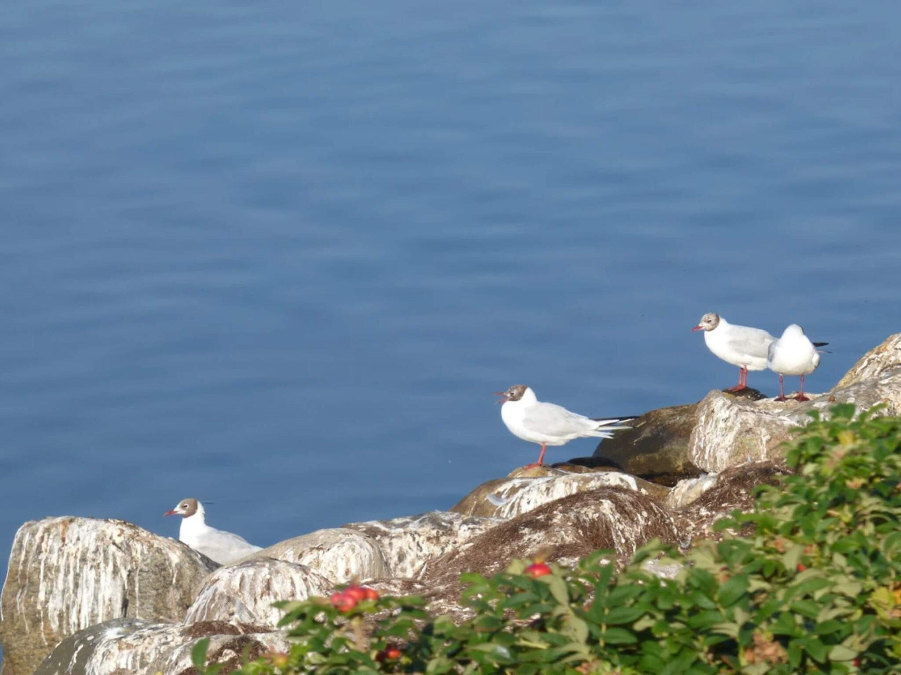 Three birds perched on rocks by a body of water.