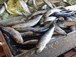 A pile of fish in a container. - to the Beach Comfortable Holiday Residence (Lubmin)