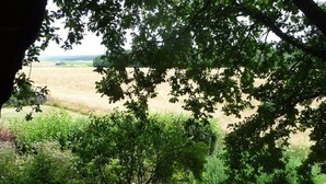 Une vue à travers la cime des arbres, donnant sur un champ avec un bâtiment visible au loin.