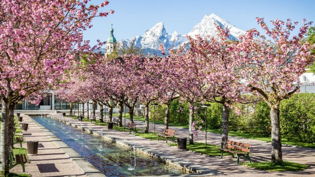 Ein Park mit Kirschblütenbäumen, einem Springbrunnen, Bänken und einem Gebäude mit Gründach im Hintergrund.