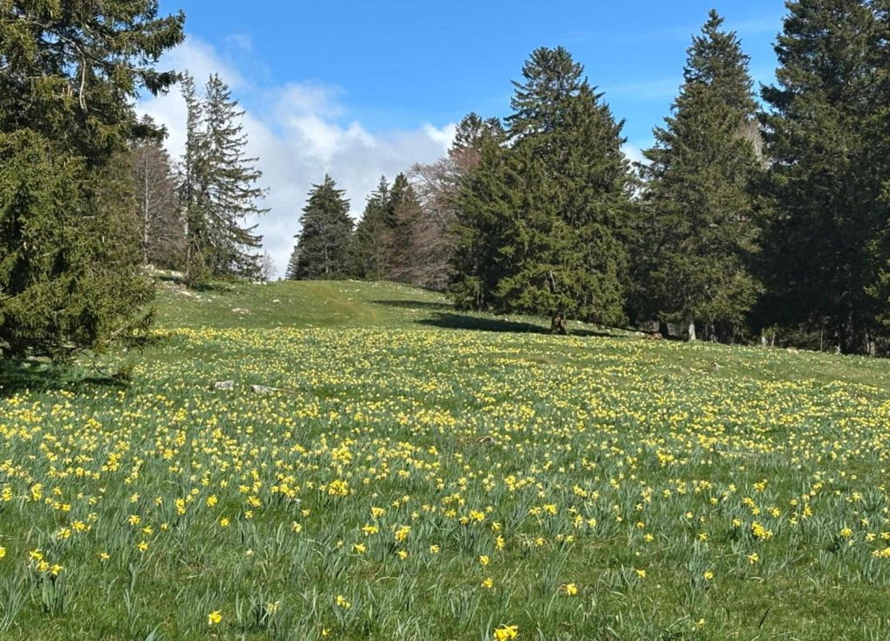 Un prado con flores amarillas y árboles altos.