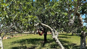 An orchard with trees bearing fruit and a hammock hanging from one tree.