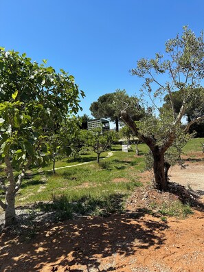 An orchard with trees and a building in the background. - Li Mori Rooms (Lizzanello)