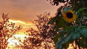 Un coucher de soleil avec un tournesol au premier plan.