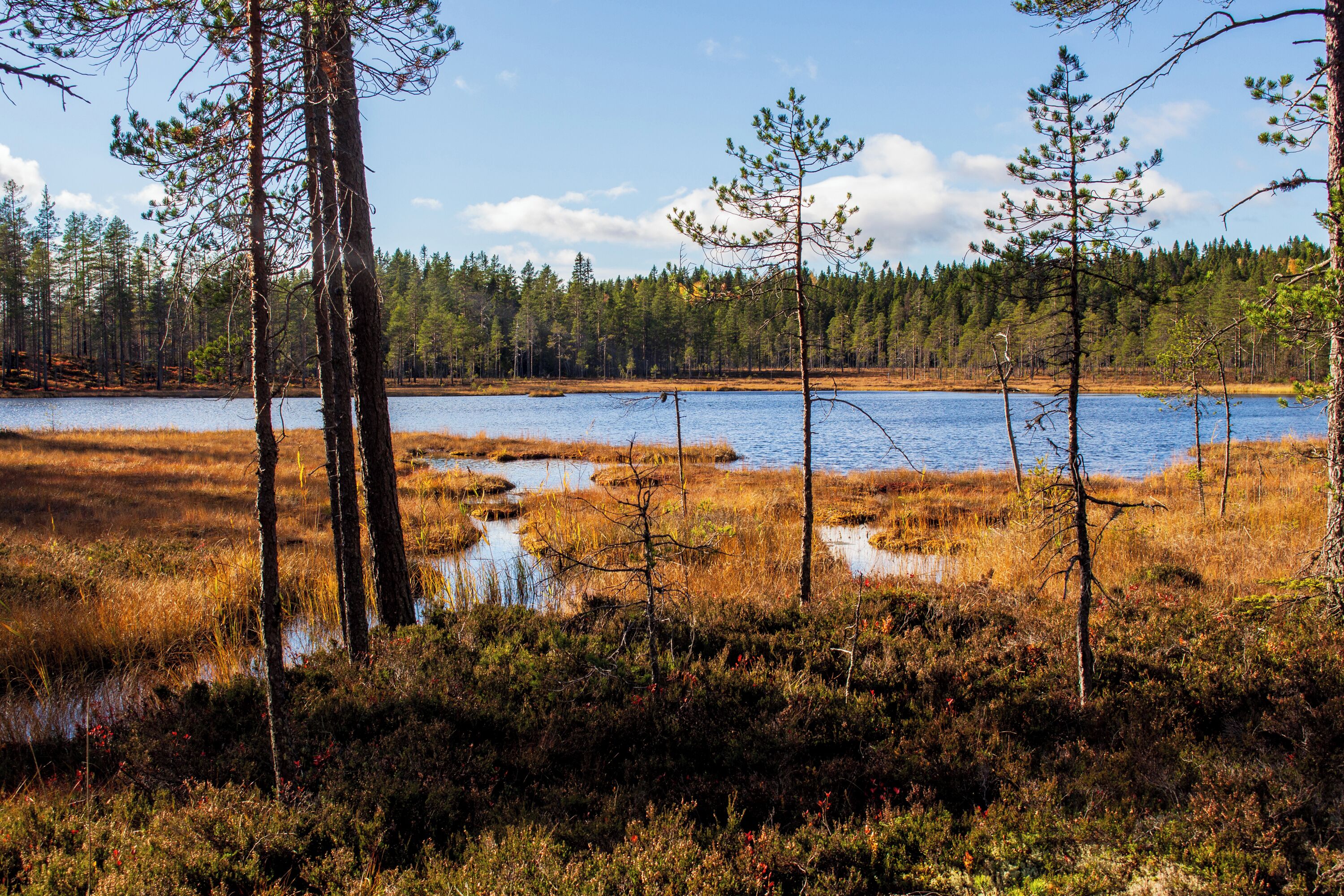A natural landscape with a lake, trees, and grassy areas.