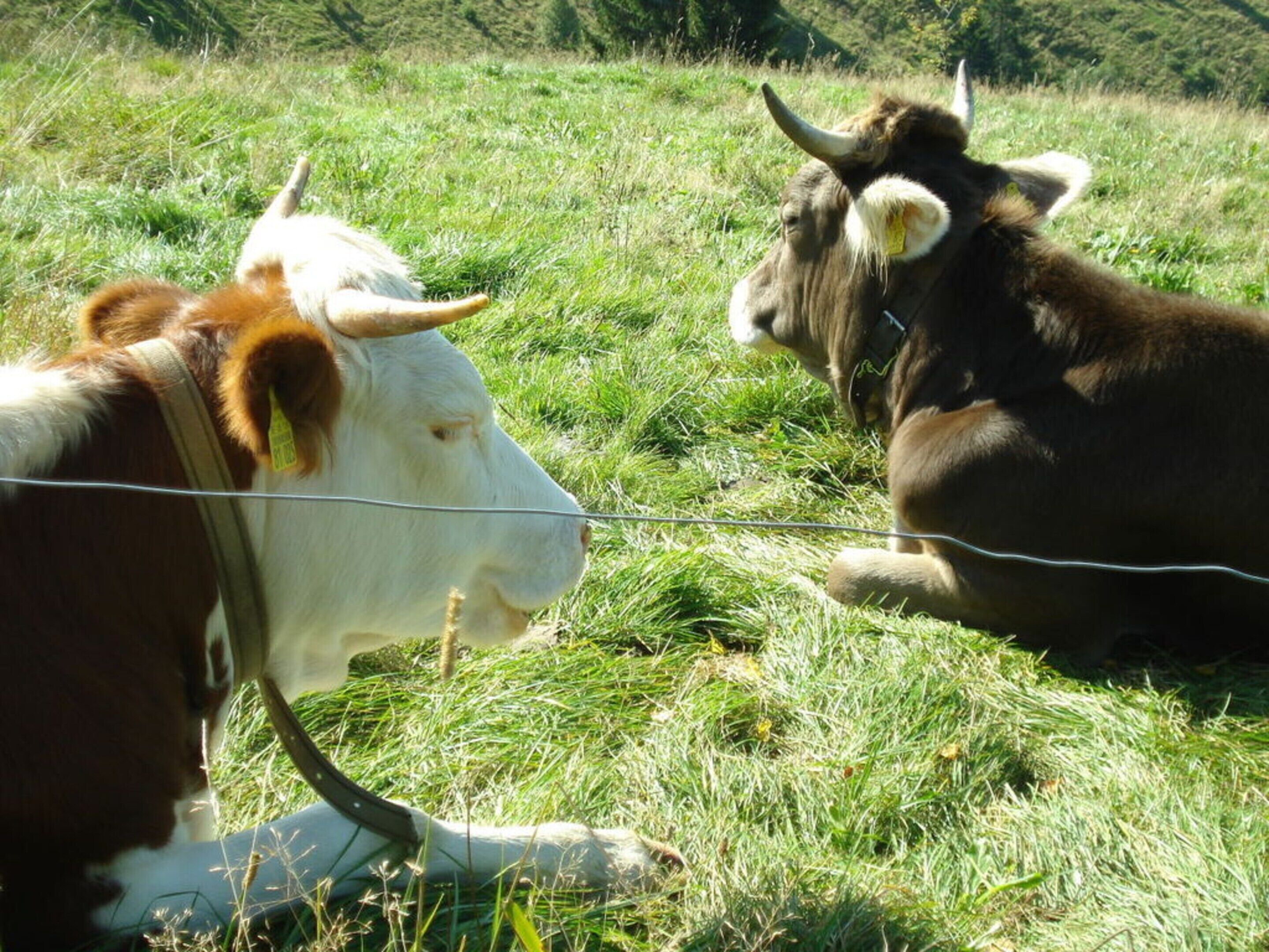 Due mucche in un campo erboso con una recinzione in filo di ferro.