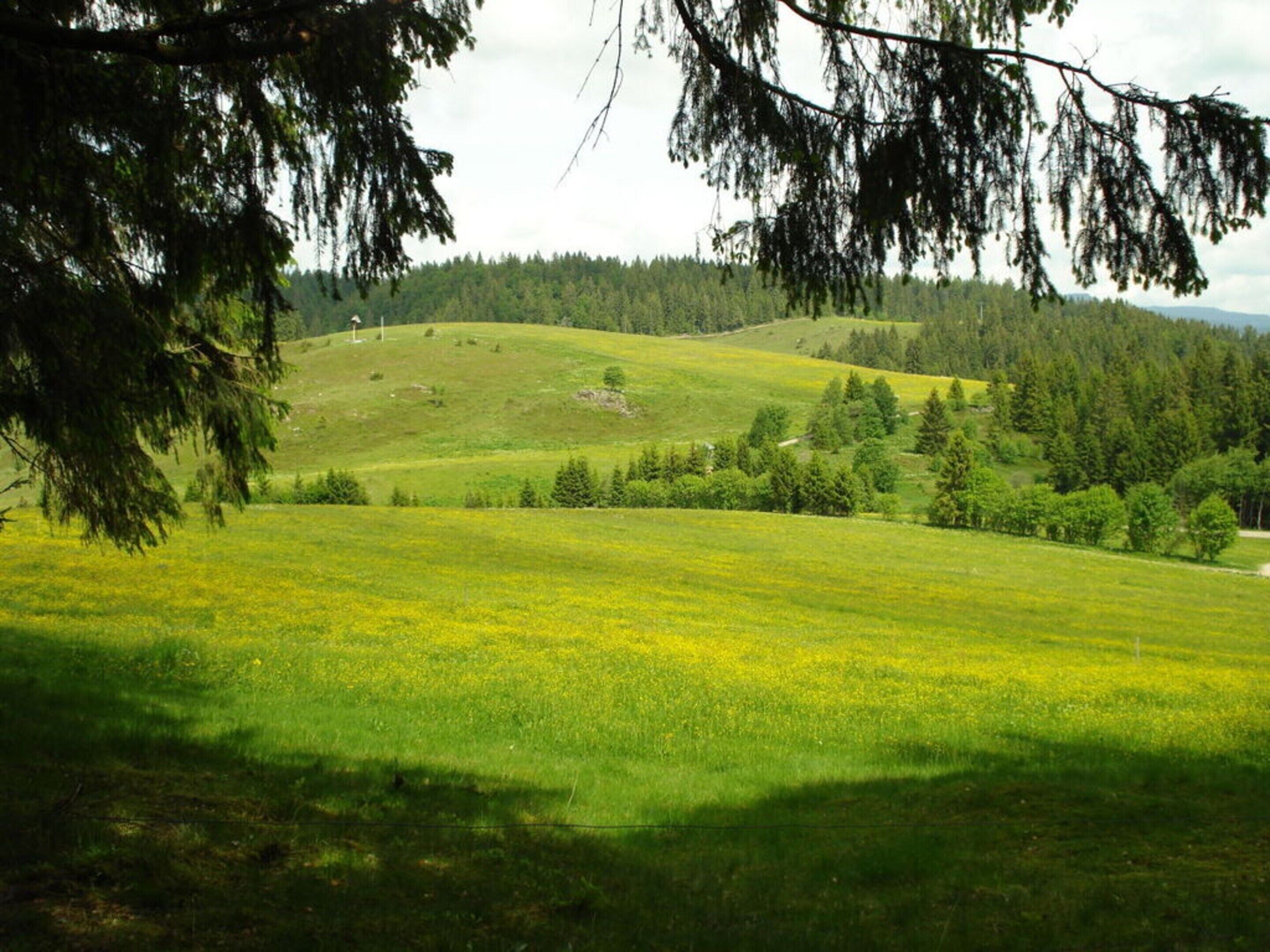 Un champ herbeux avec des arbres et une colline en arrière-plan.