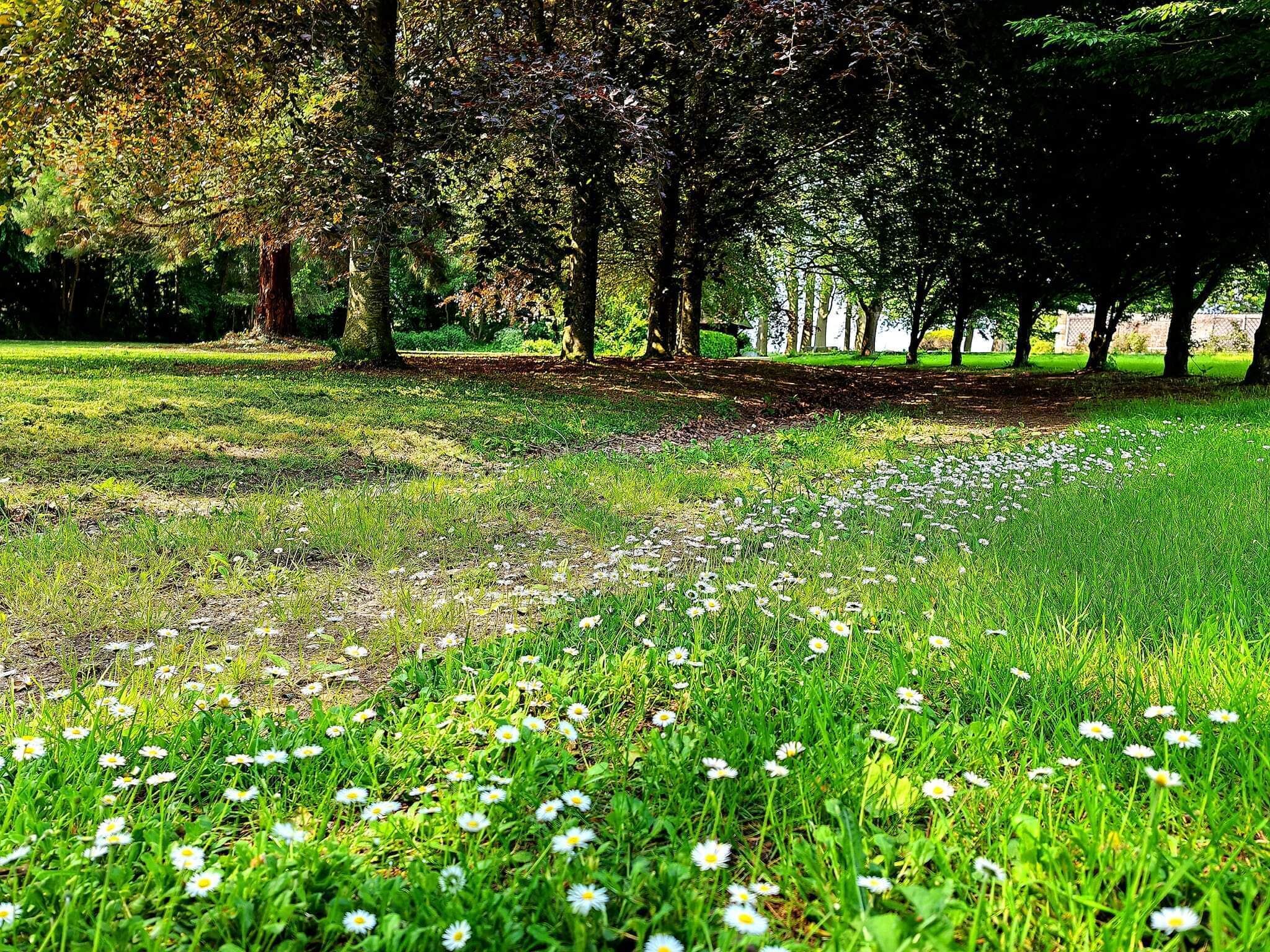 A park with grass, trees, and white flowers.