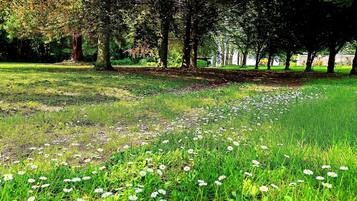 A park with grass, trees, and white flowers.