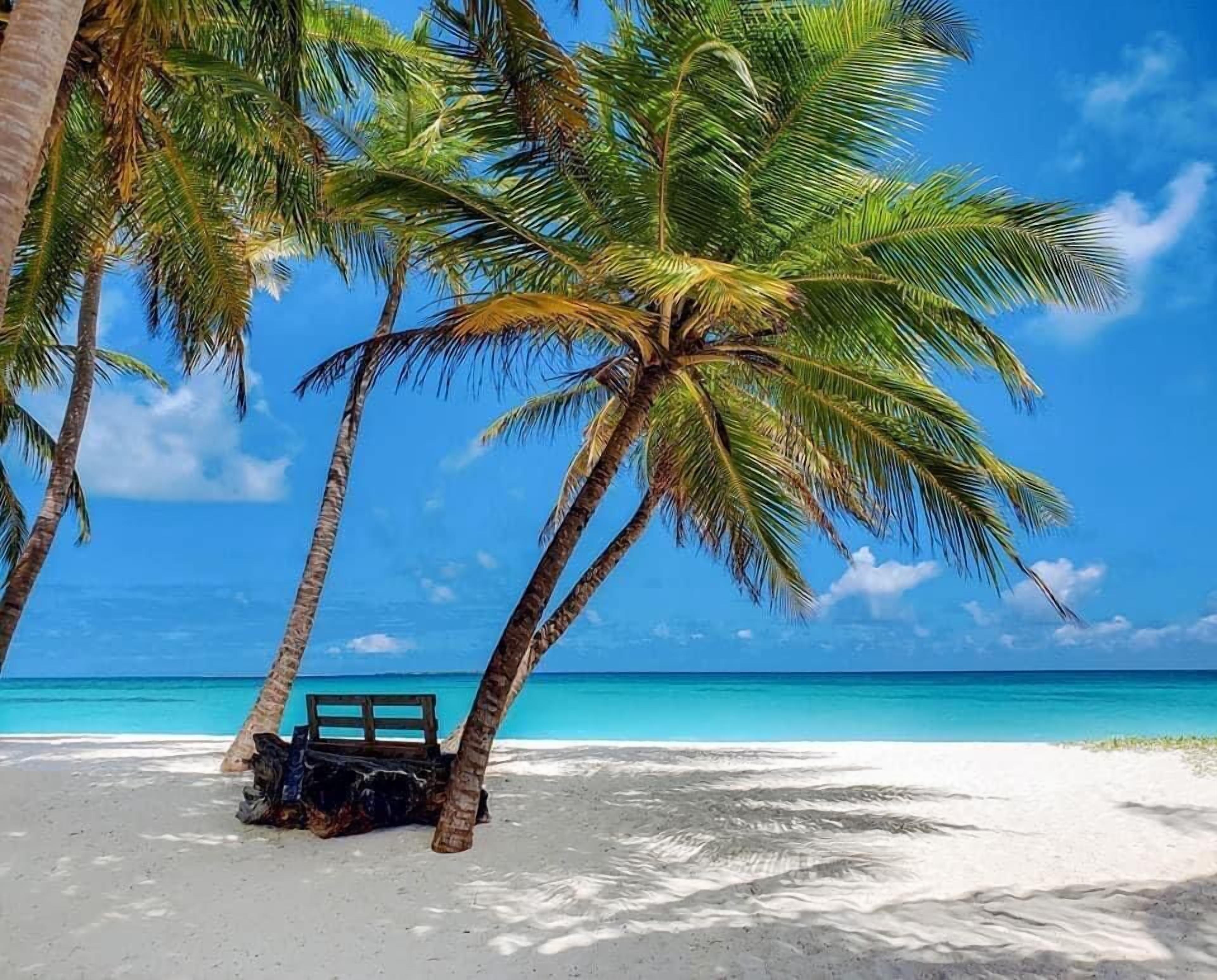 A beach with white sand, palm trees, and a clear blue ocean.