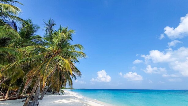 Een strand met wit zand en helder turquoise water. Palmerijen langs de kust.
