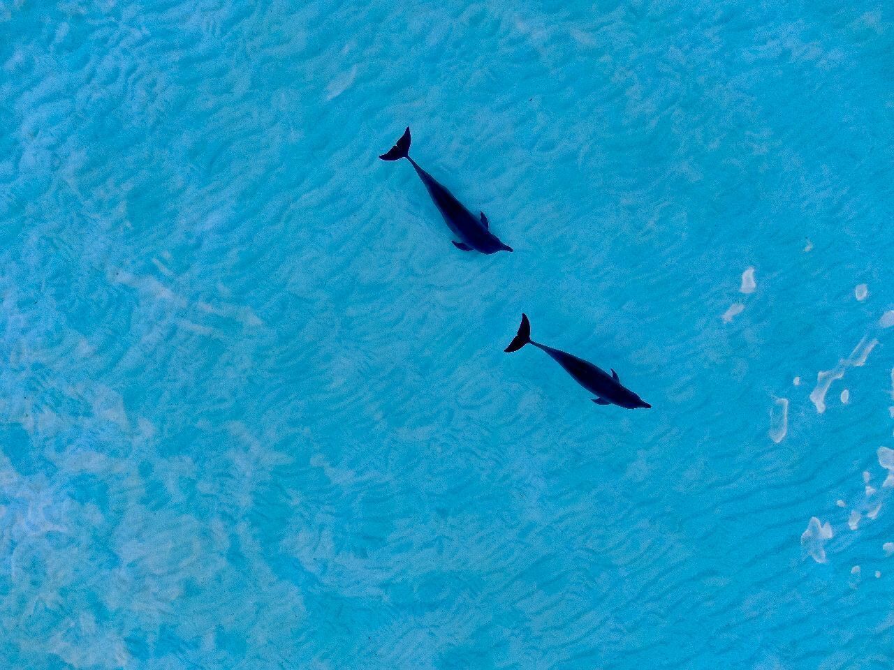 Two dolphins swimming in clear blue water.
