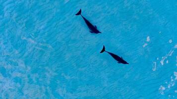 Two dolphins swimming in clear blue water.