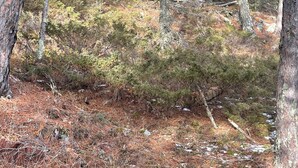 Mökki, jossa on puinen terassi ja suuri ikkuna, ja sen ympärillä on puita ja metsänpohjaa.