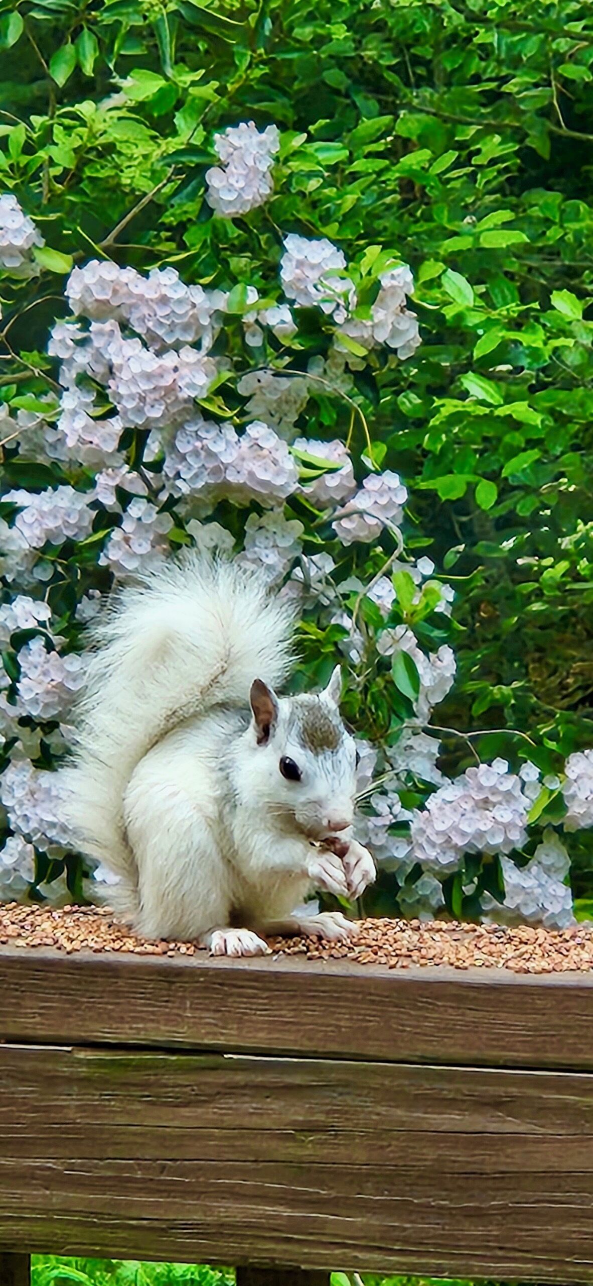 Een eekhoorn op een houten bankje, met op de achtergrond weelderige groene bladeren en roze bloemen.