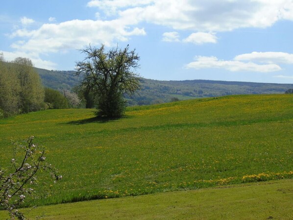 A rural landscape with a single tree in a field, rolling hills in the background, and a clear sky.