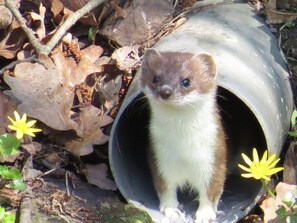 A ferret inside a pipe with leaves and yellow flowers around.