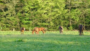 Un champ herbeux où paissent trois chevaux.