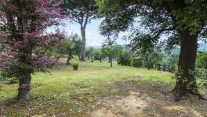Un paisaje rural con árboles, un camino de tierra y una zona cubierta de hierba.