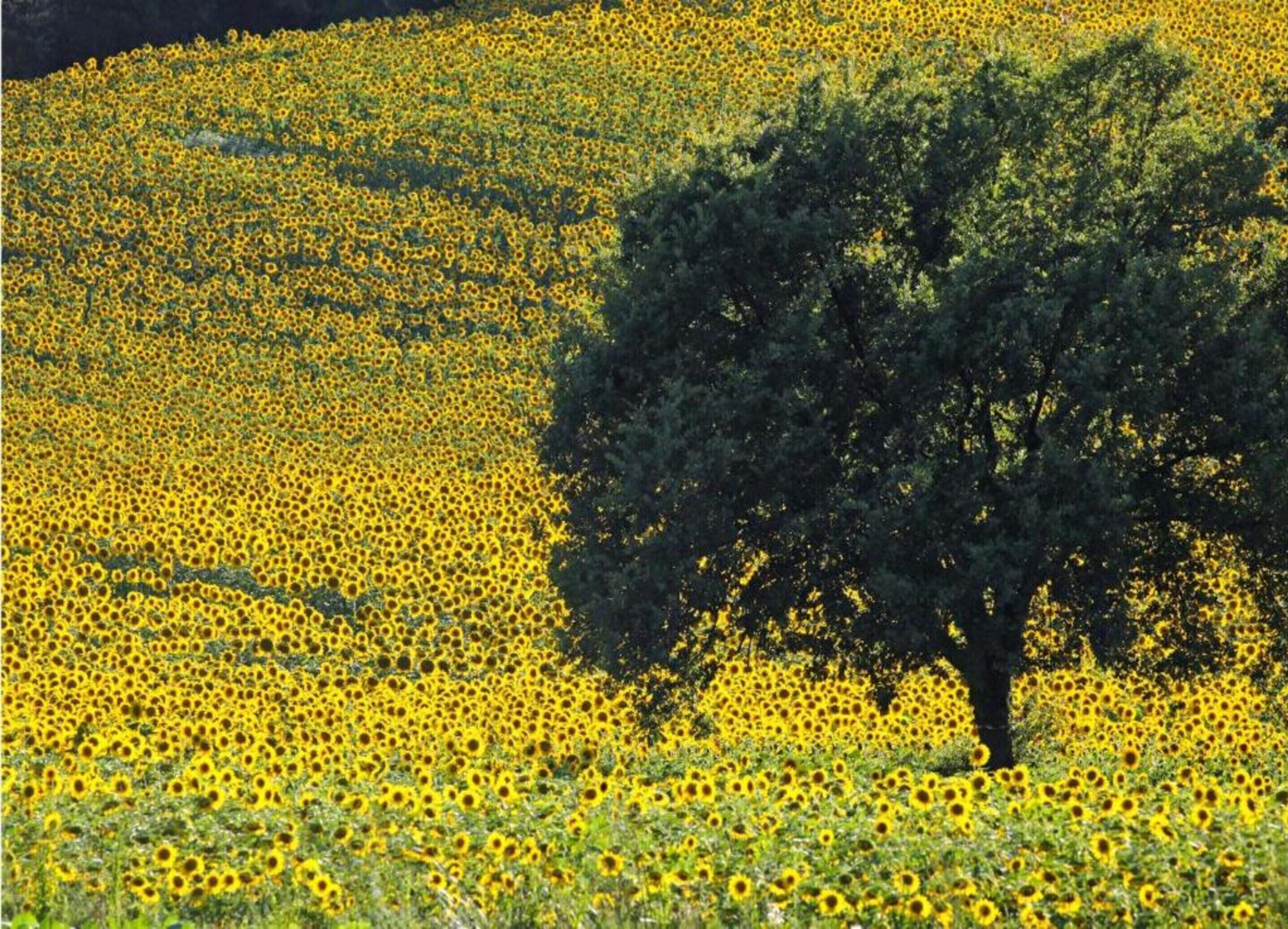 A field of sunflowers with a single tree in the foreground.