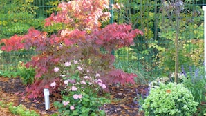 A garden with a variety of plants, including a tree with red leaves and a potted plant.