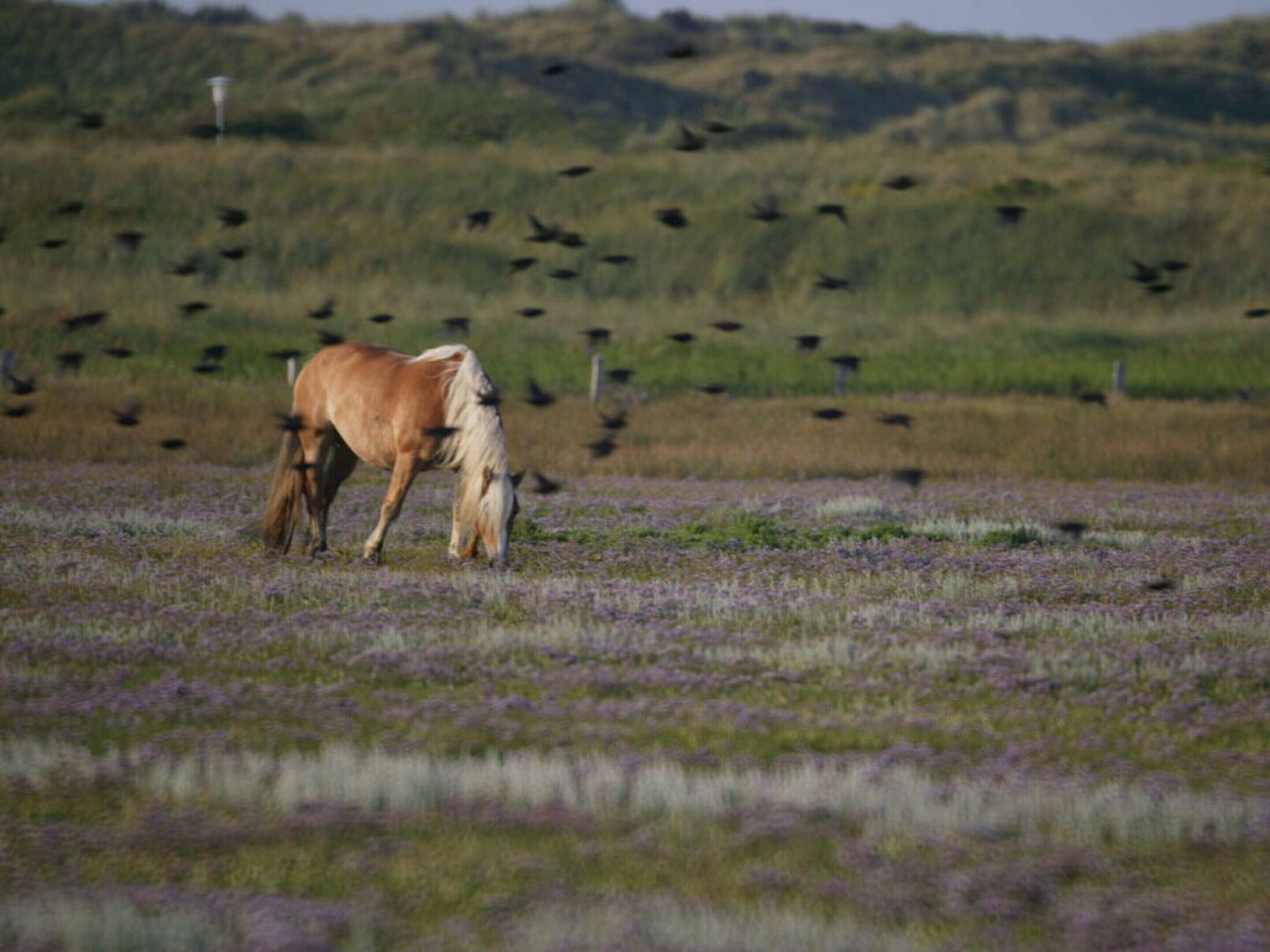 A horse grazing in a field with a flock of birds in the background.