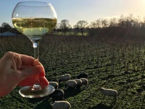A vineyard with rows of grapevines and a herd of sheep grazing.