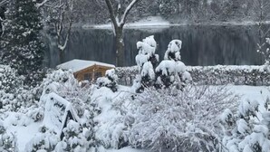 A snowy landscape with a house surrounded by snow-covered trees and bushes. - Panoramic View of Lake Harz (Clausthal-Zellerfeld)