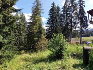 Un paysage naturel caractérisé par une végétation dense de conifères, un petit arbuste et une structure en bois en arrière-plan.