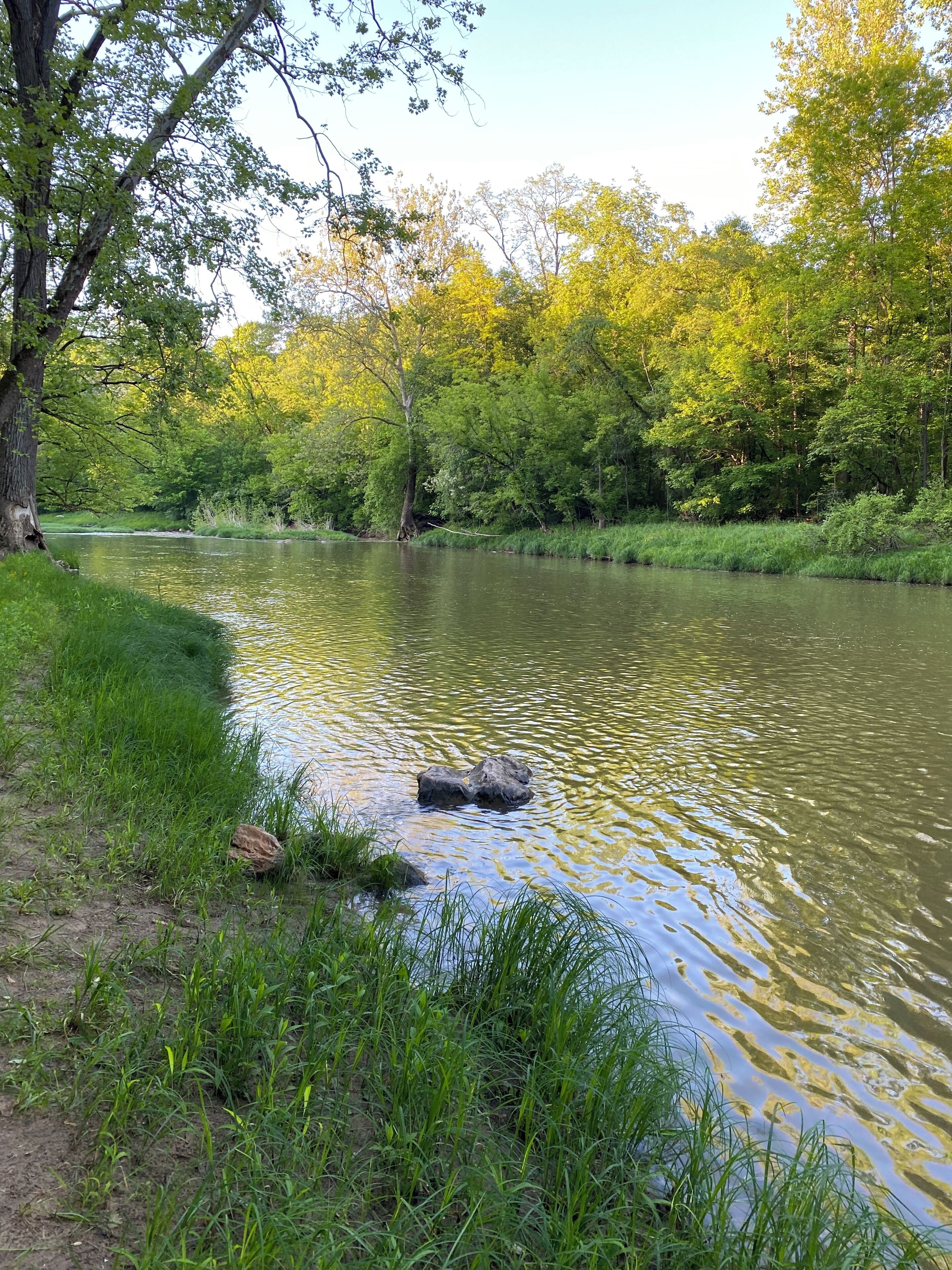 Ein Fluss mit einer grasbewachsenen Uferbank und Bäumen im Hintergrund.