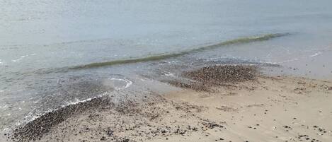 A beach with pebbles and sand, calm water, and a cloudy sky.