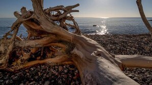 Driftwood on a pebbled beach with the sun shining in the background. - Uitzicht op de Kraanvogel (Dreschvitz)