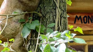 A monkey climbing a tree. - Inviting 1-bed Cabin in Newmarket (Newmarket)