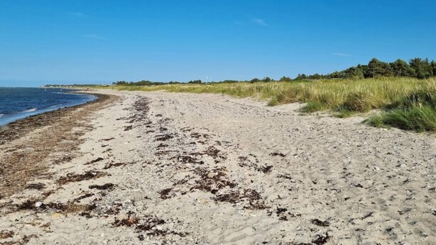 Ein sandiger Strand mit blauem Himmel und Bäumen in der Ferne.
