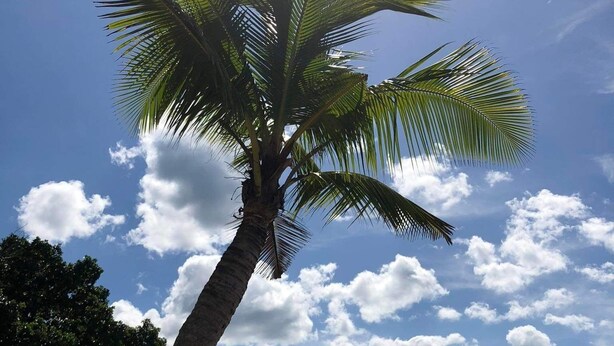 A beach with a palm tree, clear sky, and distant mountains. - Magalong Beach Resort (Busuanga)