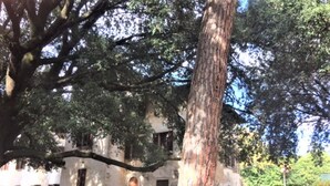 A large tree in front of a building with multiple windows and a central door.