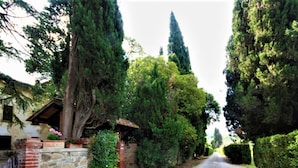 A narrow road flanked by tall trees and a stone wall with a small brick structure.