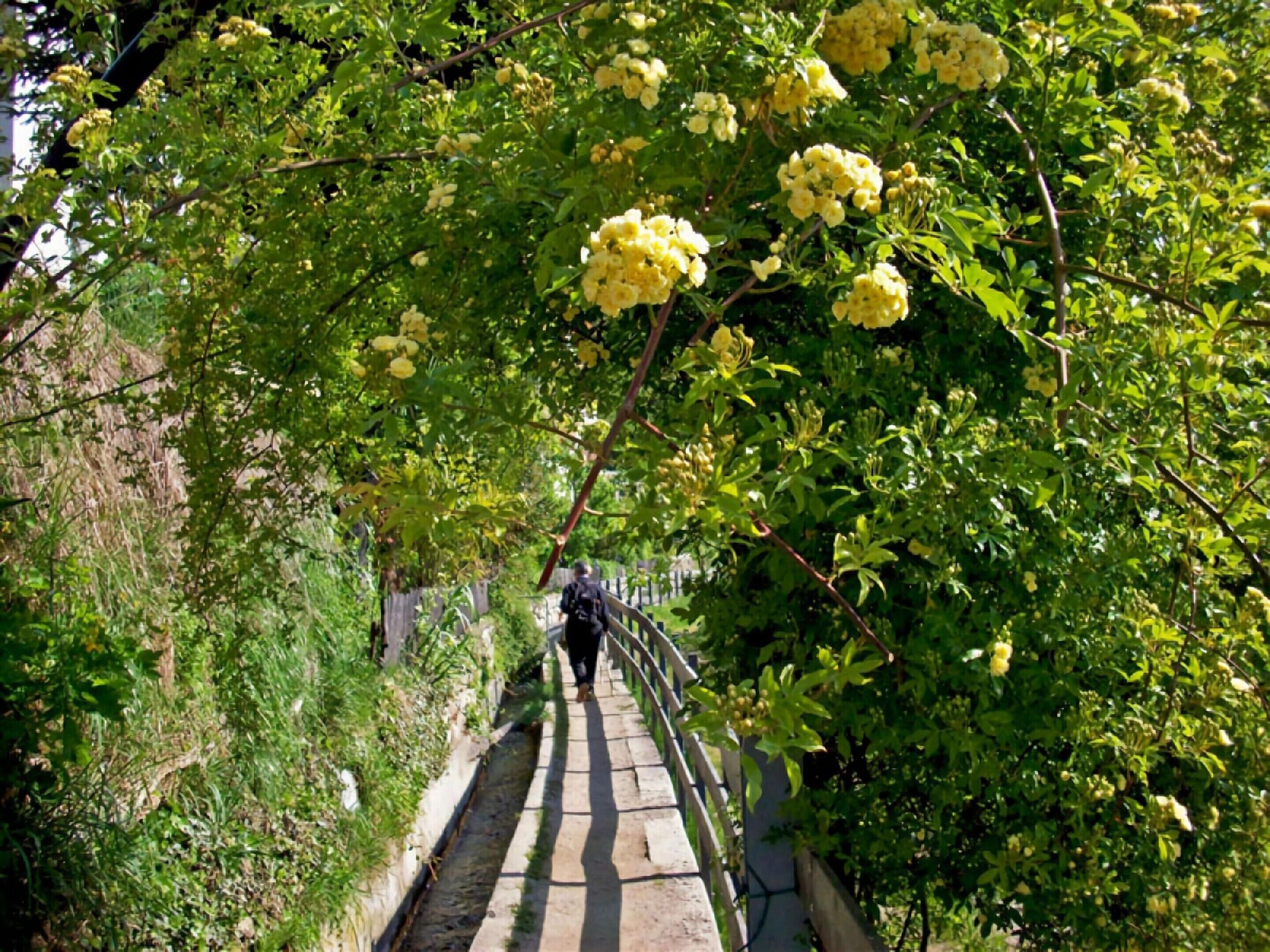 A stone bridge with a metal railing, surrounded by lush greenery and yellow flowers.
