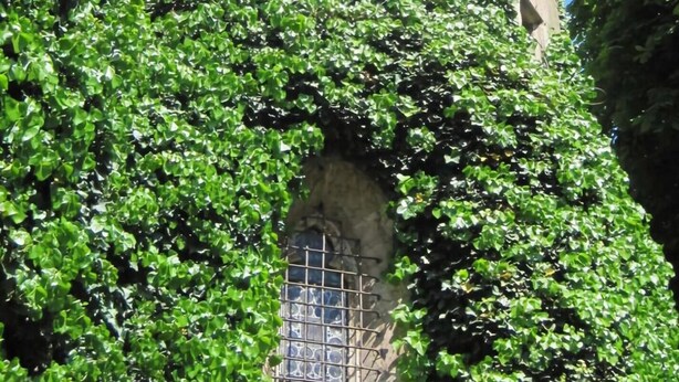 Un edificio con tetto in tegole e una finestra parzialmente ricoperta d'edera.