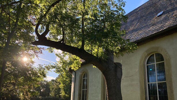Un edificio con ventanas de arco y un árbol grande en primer plano.