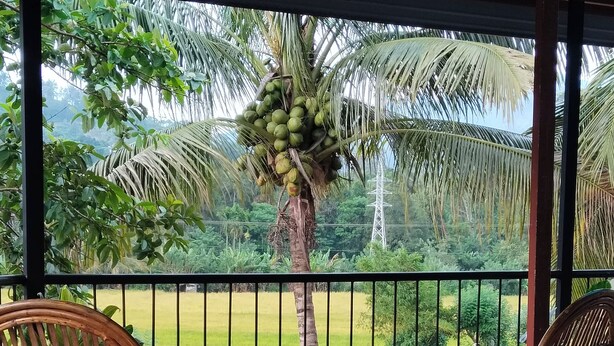 Ein überdachter Sitzbereich im Freien mit Korbstühlen und Blick auf eine Palme sowie eine grüne Landschaft.
