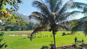 Ein üppiges, grünes Feld mit einer Palme im Vordergrund und einer Person, die in der Ferne arbeitet.