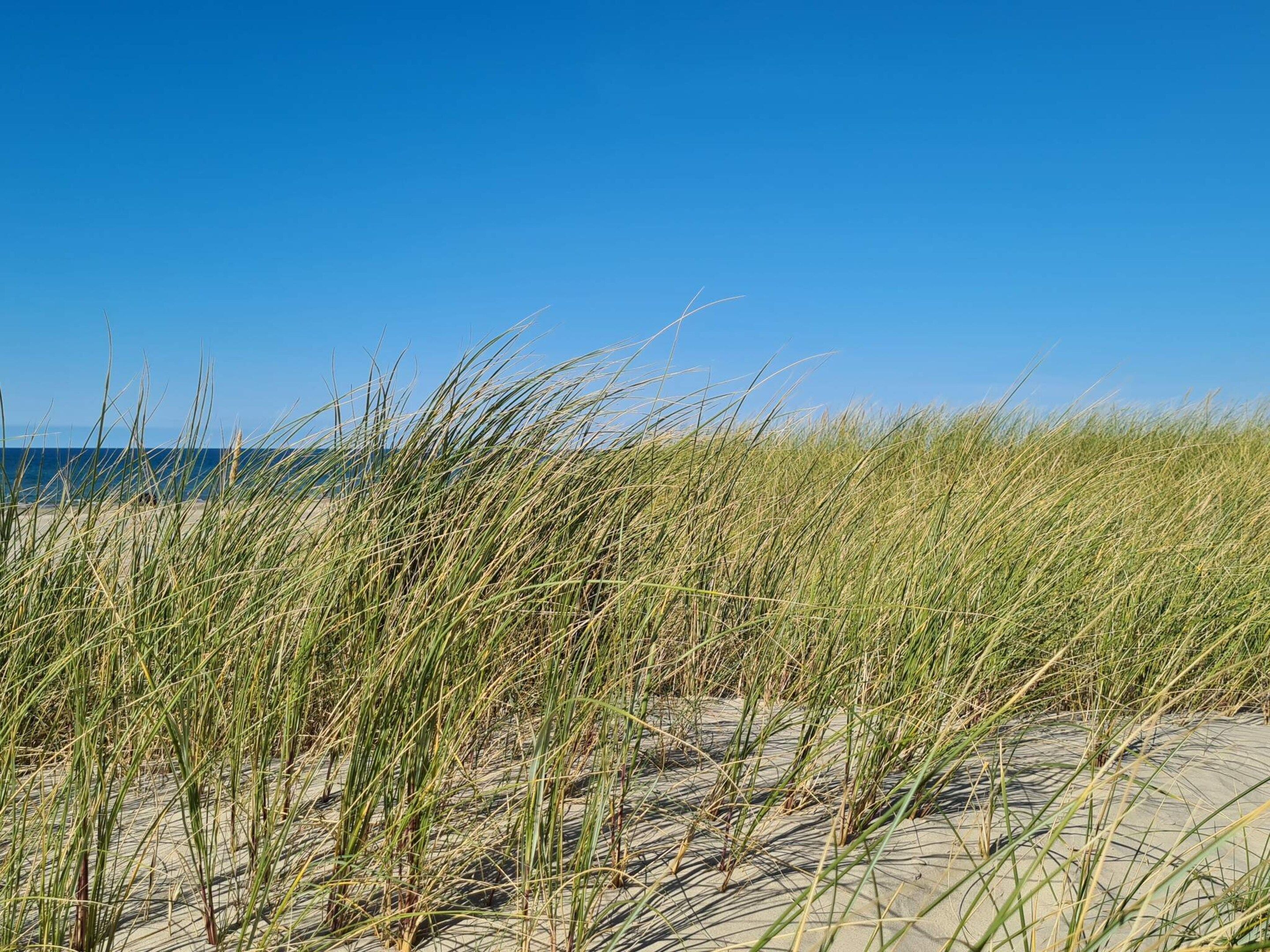 Ein Strand mit Dünen und hohem Gras.