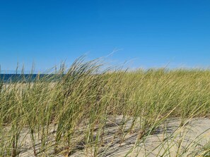 Ein Strand mit Dünen und Gras.