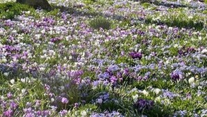 Ein Park mit blühenden Blumen, Bäumen und einem Gebäude im Hintergrund.