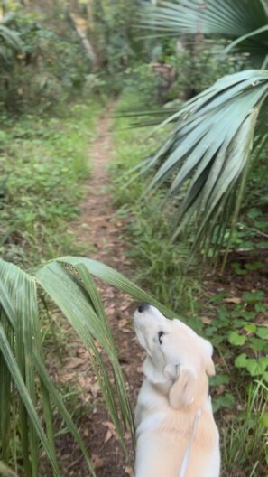 Property grounds - Silver Springs Retreat - 1 Min to the Springs & the Best Diner in town - Fenced (Ocala)