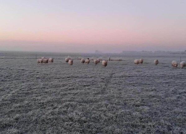 A frost-covered field with a herd of sheep.